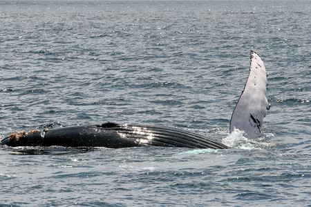 Tour para el avistamiento de ballenas photo 2